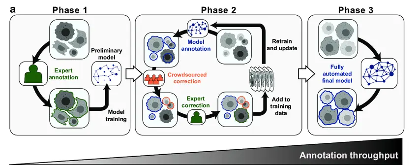 A diagram of a human-in-the-loop AI training workflow, showing how expert and crowdsourced annotation refines a model iteratively in three phases to achieve a high-throughput automated final model