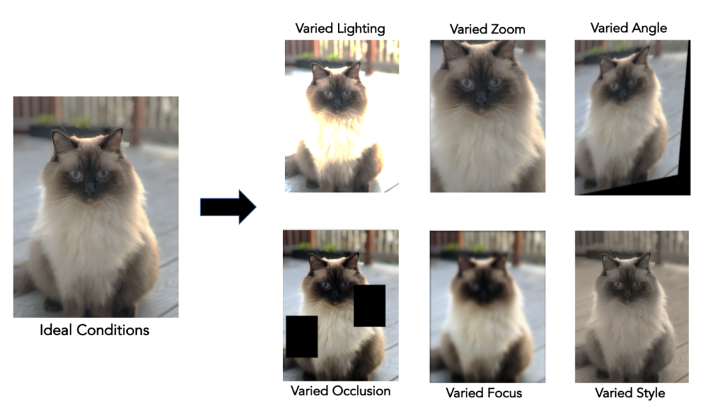 Examples of data augmentation, showing an image of a cat altered with varied lighting, occlusion, and focus to train robust AI